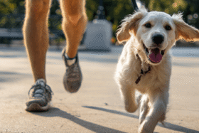 Garde et promenade d’animaux avec Major'Dom 67 Service de promenade et garde d’animaux avec Major'Dom 67