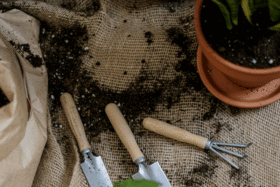 Jardinage et entretien extérieur avec Major'Dom 67 Entretien de jardin à domicile avec Major'Dom 67